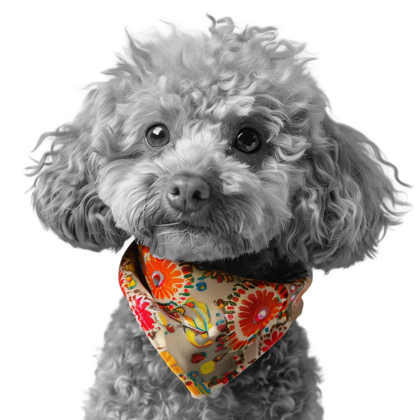poodlebw